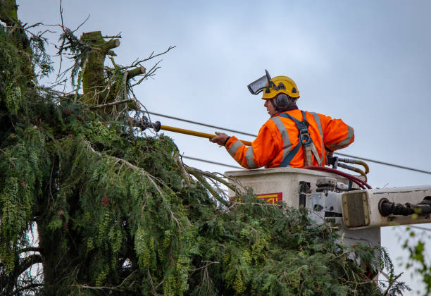 Best Emergency Tree Removal  in Viroqua, WI